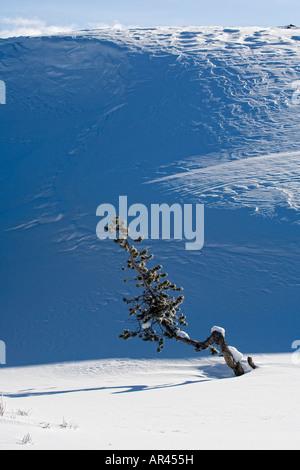 Le Parc National de Yellowstone en hiver arbre couvert de neige et hillside Banque D'Images