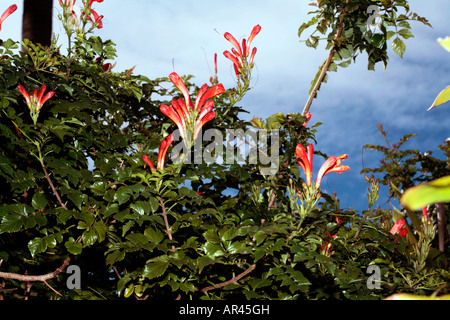 Tecomaria capensis Cape/Honeysuckle-Tecoma-Famille Bignoniaceae Banque D'Images