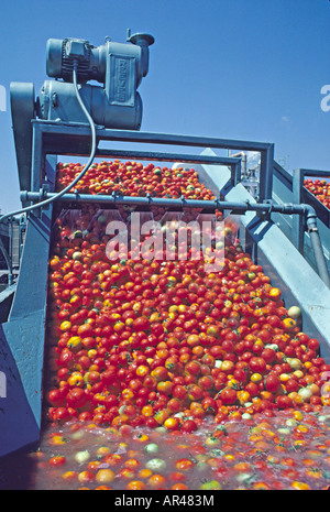 Laver les tomates de transformation sur la courroie du convoyeur en Californie Banque D'Images