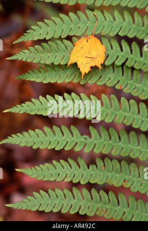 L'osmonde cannelle Osmunda cinnamomea frondes et diminué l'érable Acer pennsylvanicum leaf Indiana Dunes State Park USA Banque D'Images