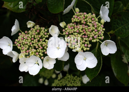 HORTENSIA HYDRANGEA FEUILLE DE CHÊNE, tête de balai, POM-POM, Banque D'Images