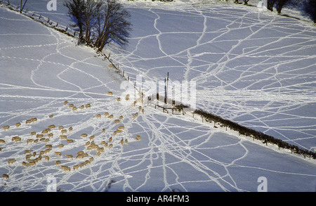 Clôture de couverture des moutons blanc neige arbres hiver neige pistes neige bleu Banque D'Images