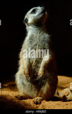 Meerkat Suricate Banque D'Images