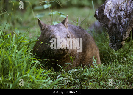 Le sud de l'hairy wombat nez Lasiorhinus latifrons captive l'Australie Banque D'Images