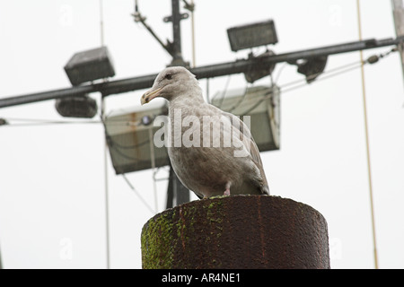 Seagull sur pilotis dock Newport Oregon 2005 Banque D'Images