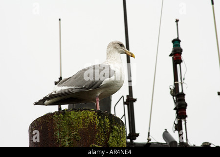 Seagull sur pilotis dock Newport Oregon 2005 Banque D'Images