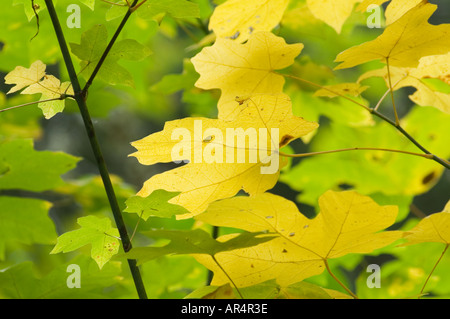 Vine feuilles d'érable à l'automne H J Andrews Forêt Forêt nationale de Willamette expérimental des Cascades en Oregon Banque D'Images