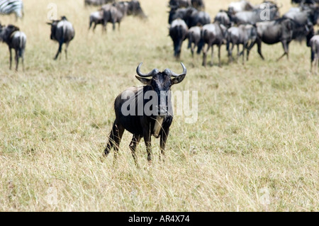 Les gnous, Connochaetes taurinus, le pâturage sur les Masai Mara, Kenya, Afrique de l'Est. Banque D'Images