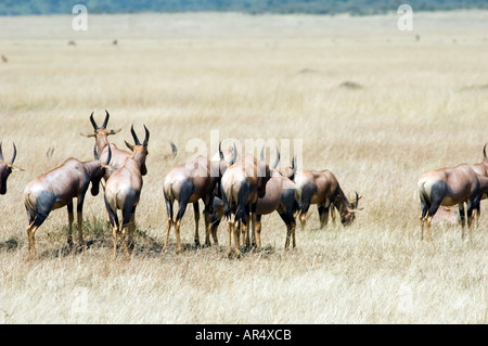 Le Topi, damaliscus lunatus, debout sur une termitière sur la Masai Mara, Kenya, Afrique de l'Est. Banque D'Images