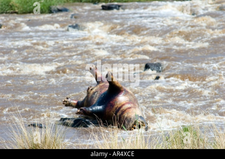 L'Afrique de l'Hippopotame, Hippopotamus amphibius, se trouve à l'envers, mort dans la rivière Mara, Kenya, Afrique de l'Est Banque D'Images