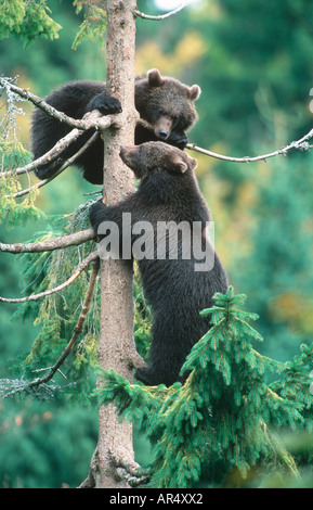 L'ours brun européen, Europäischer Braunbär Banque D'Images