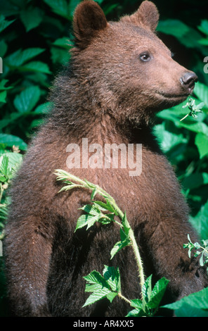 L'ours brun européen, Europäischer Braunbär Banque D'Images