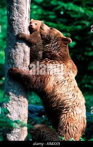 L'ours brun européen, Europäischer Braunbär Banque D'Images