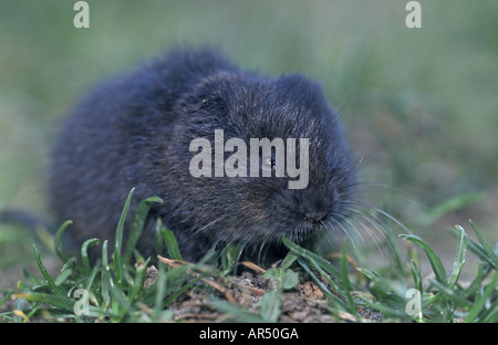 Schermaus, Arvicola sapidus, sud-ouest de l'Europe, le campagnol de l'eau Banque D'Images