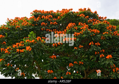 Un tulipier d'Afrique (Spathodea campanulata). Le Mexique. Tulipier du Gabon (Spathodea campanulata) en fleurs (Mexique). Banque D'Images