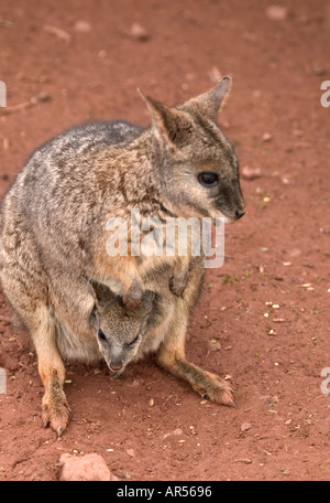 Wallaby de Parma parma Macropus Banque D'Images