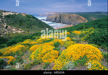 Arbustes en fleurs à l'Alentejo Algarve Costa Vicentina Westcoast Sudoeste Alentejano Algarve au Portugal et Banque D'Images