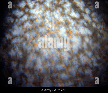 Elevant vers la lumière sur une toile gris et or Banque D'Images