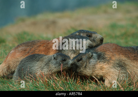 Marmotte alpine européenne (Marmota marmota), Alpenmurmeltier Banque D'Images