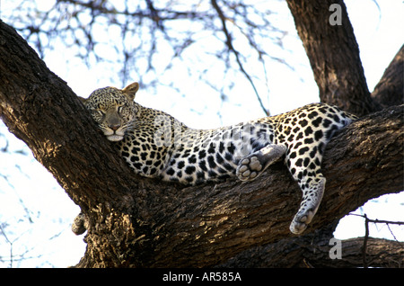 Leopard adultes endormi les yeux fermés dans les branches d'un acacia dans la réserve nationale de Samburu, Kenya Afrique de l'Est Banque D'Images