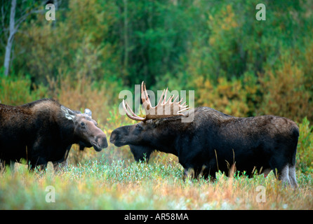 Elchbulle Denali NP Alaska États-unis Moose, Bull et de la vache Banque D'Images