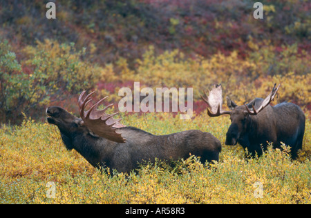 Elchbullen kaempfende moose Alces alces combats de taureaux sauvages authentiques Denali NP Alaska USA Banque D'Images