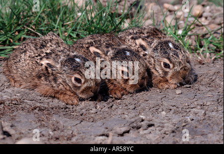 Trois jeunes Européens, lièvre brun Lepus capensis Feldhase, Autriche Banque D'Images