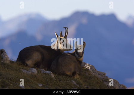 Le Gams, Rupicapra rupicapra, chamois des Alpes, Berner Oberland, Suisse Schweiz Banque D'Images