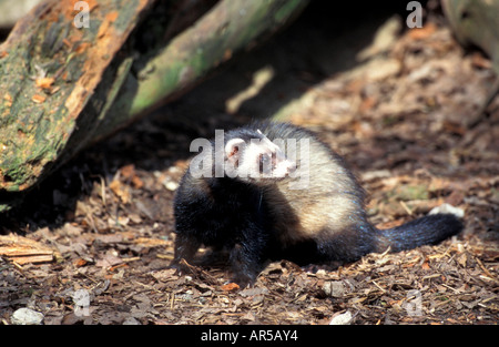 Le Putois Mustela putorius, européen, Iltis, Waldiltis, Europe, Allemagne Banque D'Images