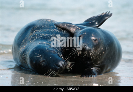 Le phoque gris, Kegelrobbe européenne, Halichoerus grypus, mer du Nord, Allemagne Banque D'Images