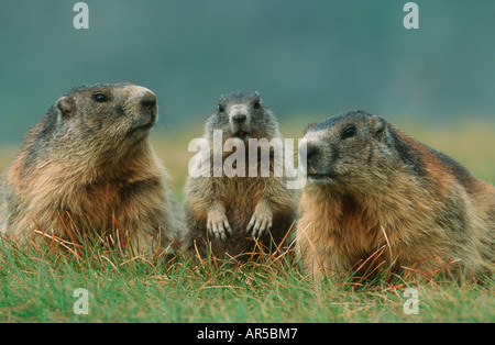 Marmotte alpine, Alpenmurmeltier, Marmota marmota, Europe, Alpes Banque D'Images