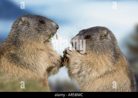 Marmotte alpine, Alpenmurmeltier, Marmota marmota, Europe, Alpes Banque D'Images