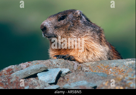 Alpenmurmeltier Marmota marmota marmotte alpine Nationalpark Hohe Tauern Oesterreich Banque D'Images