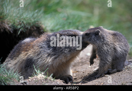 Marmotte alpine, Alpenmurmeltier, Marmota marmota, Europe, Alpes Banque D'Images