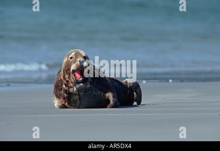 Halychoerus Kegelrobbe grypus Junger Bulle am Strand Nationalpark Wattenmeer Nordsee Deutschland Banque D'Images