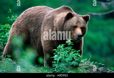 L'ours brun européen, Braunbear, Ursus arctos, Europe, Allemagne, NP Bayerischer Wald Banque D'Images