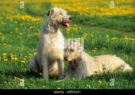 Deux Irish Wolfhounds on meadow Banque D'Images