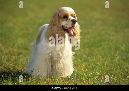 Cocker américain - standing on meadow Banque D'Images