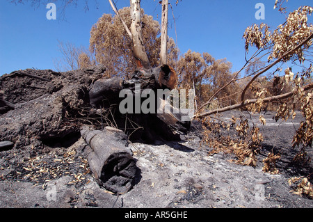 Vestiges calcinés des souches d'arbre après un violent feu de forêt dans le Nord de la Galilée Israël Banque D'Images