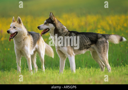 Deux Huskys de Sibérie - standing on meadow Banque D'Images