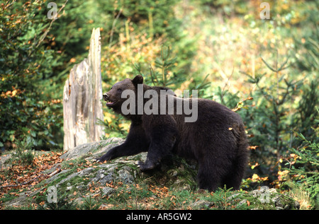 L'ours brun européen, Braunbear, Ursus arctos, Europe, Allemagne Banque D'Images