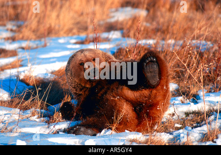 L'ours brun européen, Braunbear, Ursus arctos, Europe, Allemagne Banque D'Images