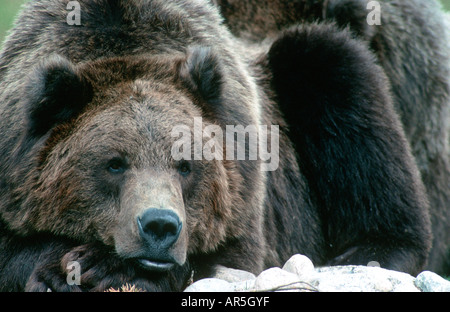 L'ours brun européen, Braunbear, Ursus arctos, Europe, Allemagne Banque D'Images