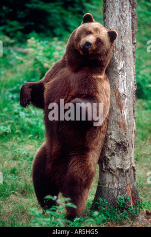 L'ours brun européen, Braunbear, Ursus arctos, Europe, Allemagne Banque D'Images