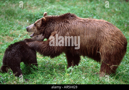 L'ours brun européen, Braunbear, Ursus arctos, Europe, Allemagne Banque D'Images