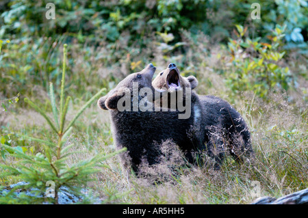 L'ours brun européen, Braunbear, Ursus arctos, Europe, Allemagne Banque D'Images