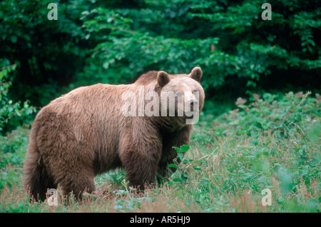 L'ours brun européen, Braunbear, Ursus arctos, Europe, Allemagne Banque D'Images