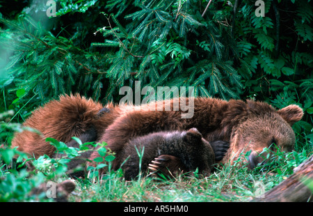 L'ours brun européen, Braunbear, Ursus arctos, Europe, Allemagne Banque D'Images