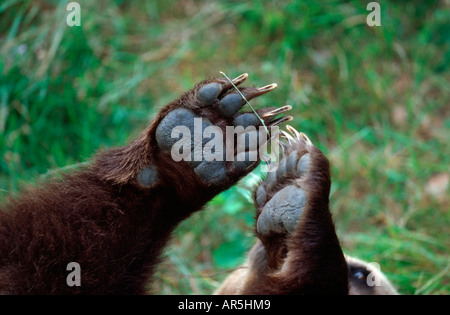 L'ours brun européen, Braunbear, Ursus arctos, Europe, Allemagne Banque D'Images