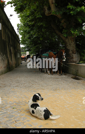 Scène de rue à Sintra, une ville de villégiature au pied des montagnes de Sintra au Portugal, près de Lisbonne Portugal Banque D'Images